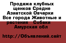 Продажа клубных щенков Средне Азиатской Овчарки - Все города Животные и растения » Собаки   . Амурская обл.